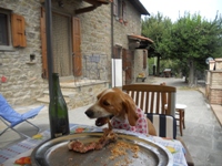 BORGO LE 4 STAGIONI - CORTONA - NOTRE MEILLEUR AMI